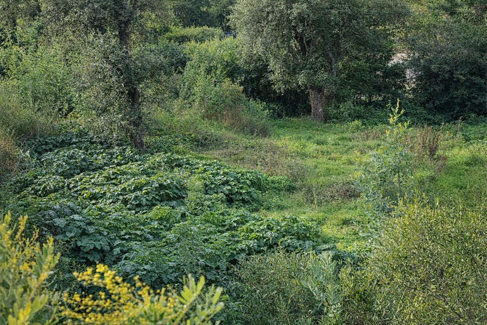 SAINTE-MAXIME - TERRAIN - 1617 M2 photo 4