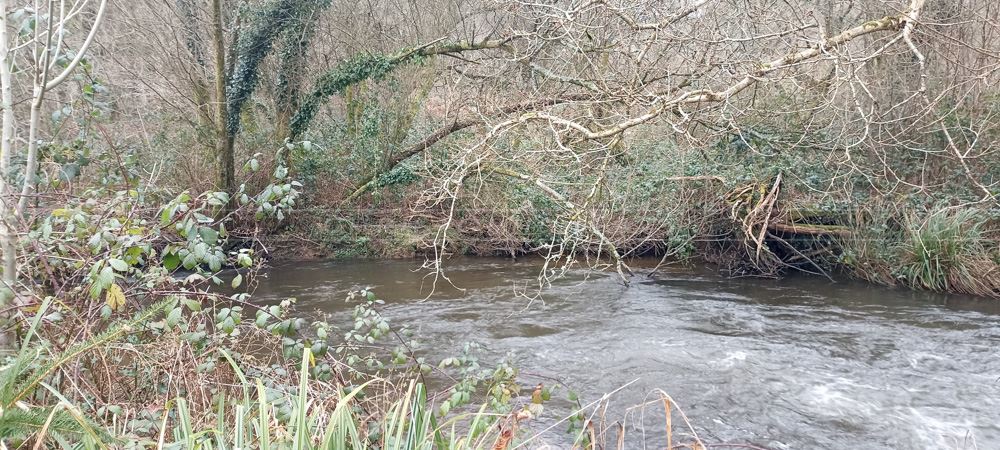 GRAND TERRAIN BOISE - 3,2 HECTARES - AU BORD D'UNE RIVIERE - CADRE EXCEPTIONNEL - NON CONSTRUCTIBLE photo 2