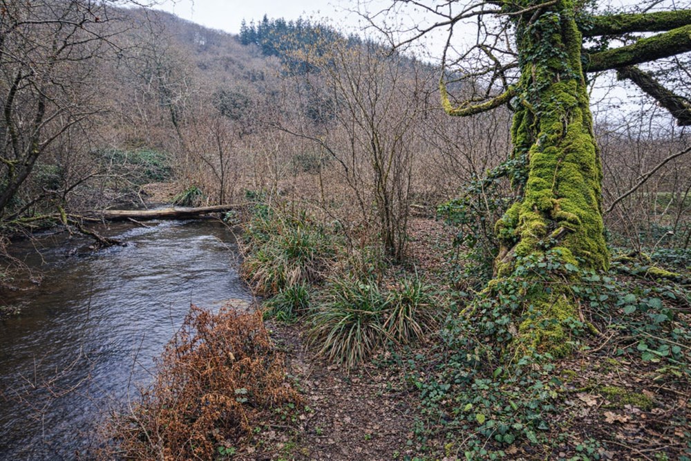 GRAND TERRAIN BOISE - 3,2 HECTARES - AU BORD D'UNE RIVIERE - CADRE EXCEPTIONNEL - NON CONSTRUCTIBLE photo 3