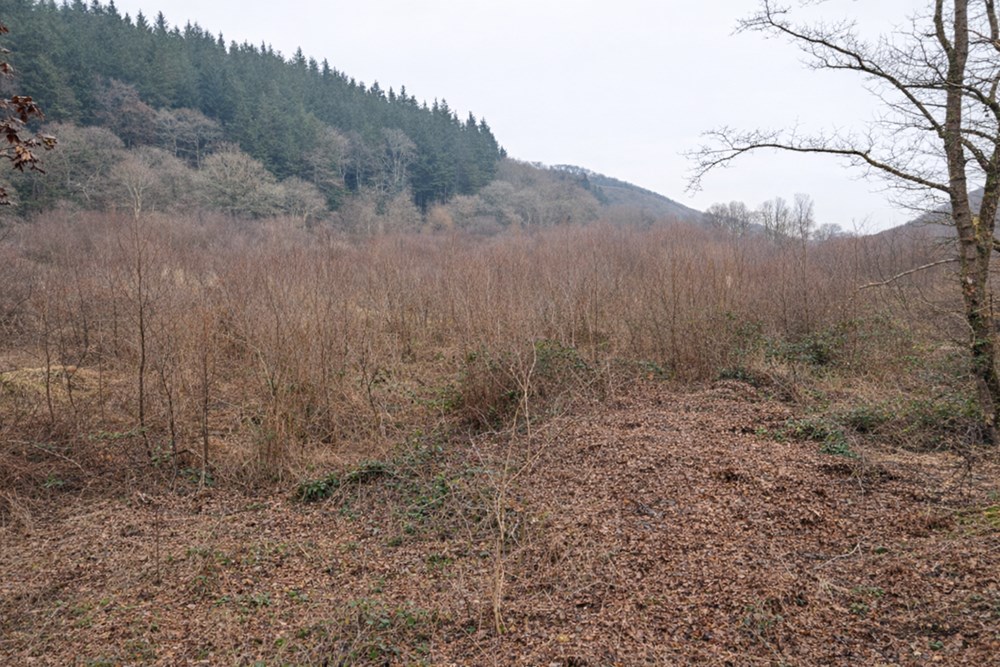 GRAND TERRAIN BOISE - 3,2 HECTARES - AU BORD D'UNE RIVIERE - CADRE EXCEPTIONNEL - NON CONSTRUCTIBLE photo 4